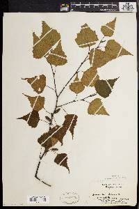 Betula populifolia image