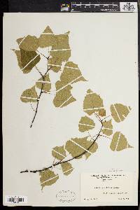 Betula populifolia image