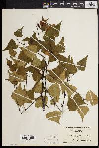 Betula populifolia image