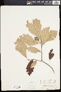 Quercus bicolor image