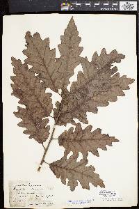 Quercus bicolor image