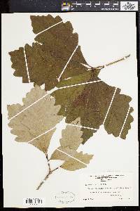 Quercus bicolor image