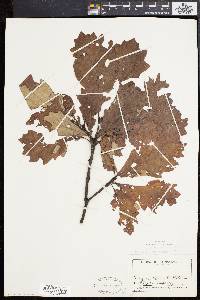 Quercus bicolor image