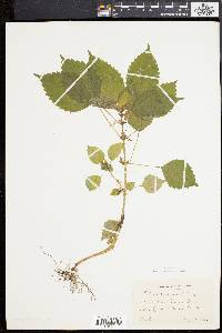 Pilea pumila image