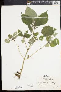 Pilea pumila image