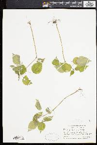 Pilea pumila image