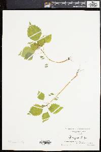 Pilea pumila image