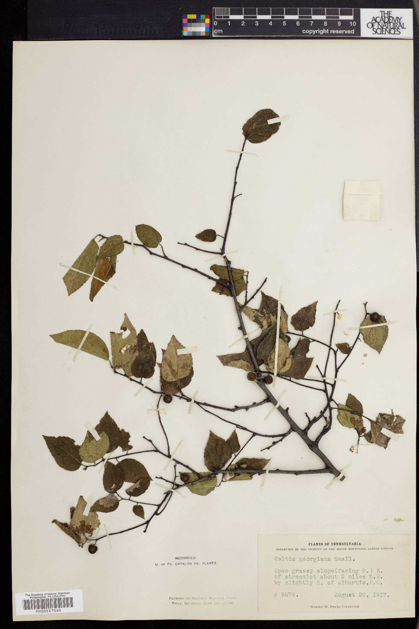 Celtis tenuifolia image