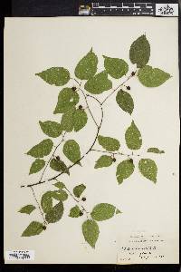 Celtis tenuifolia image