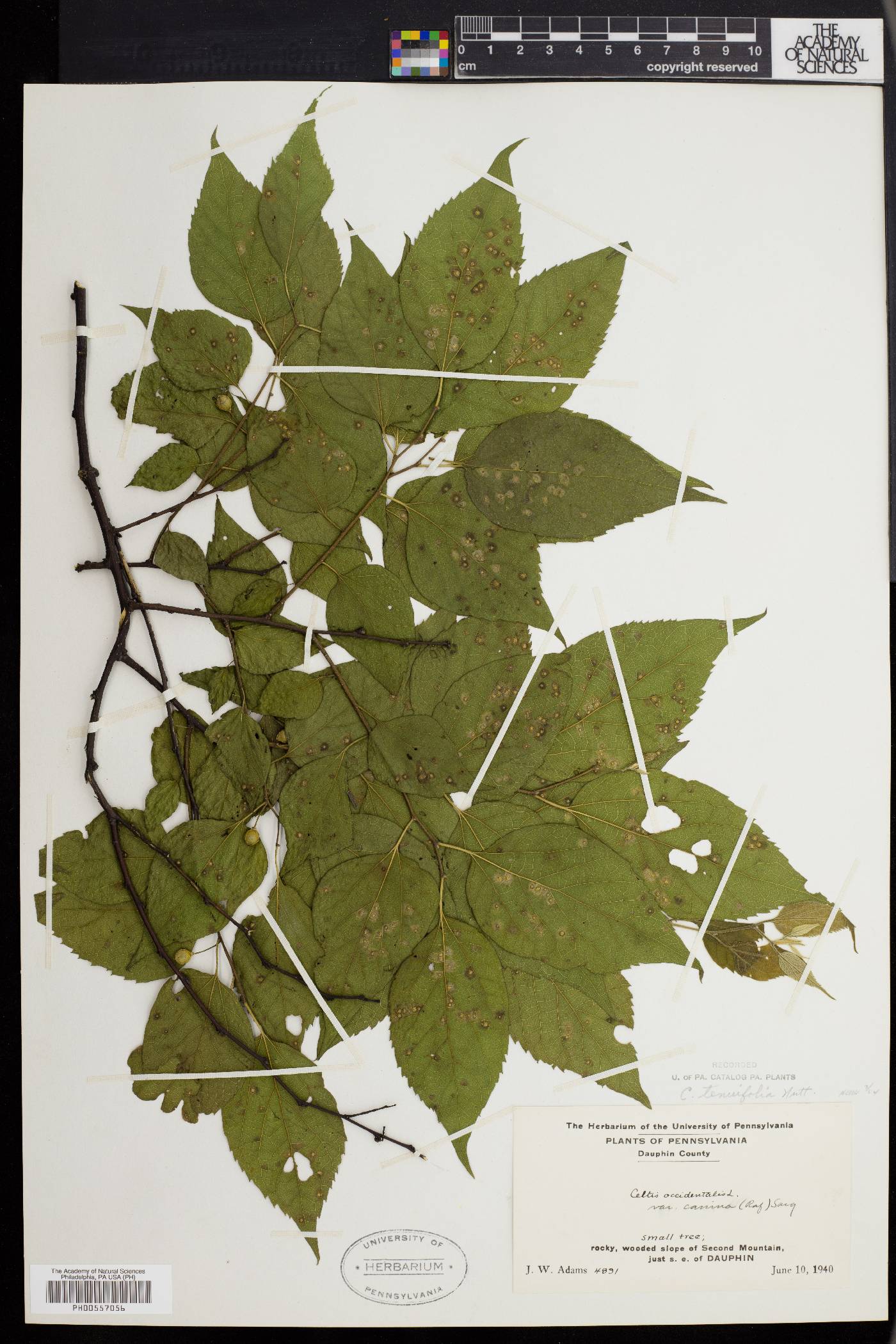 Celtis tenuifolia image