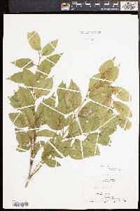 Ulmus pumila image