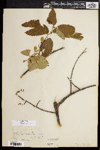 Ulmus racemosa image