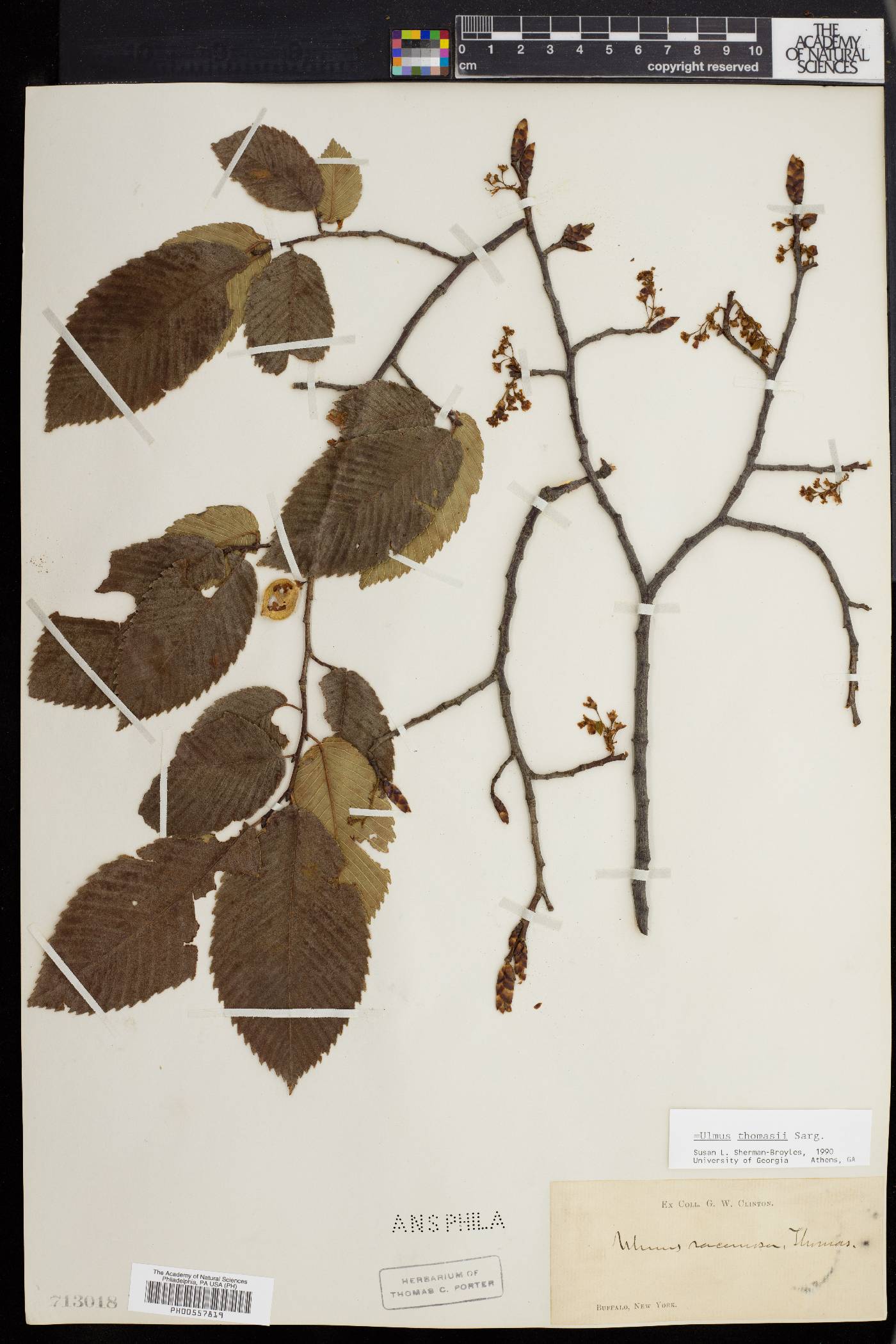 Ulmus racemosa image