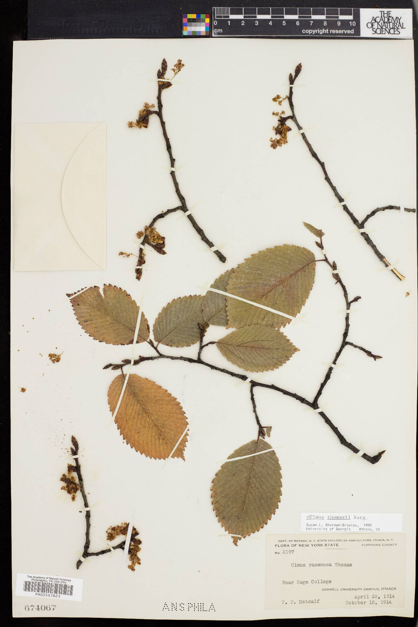 Ulmus racemosa image