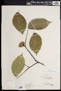 Ulmus racemosa image