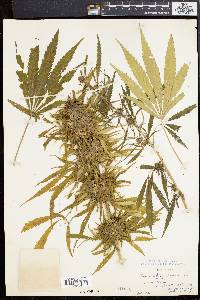 Cannabis sativa image