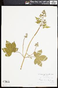 Humulus japonicus image