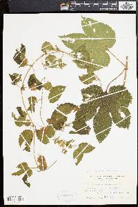 Humulus lupulus image