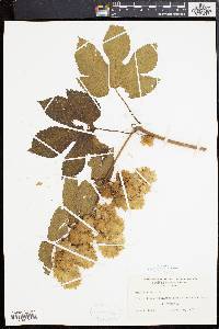 Humulus lupulus image