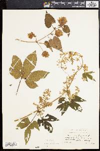 Humulus lupulus image