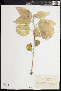 Broussonetia papyrifera image