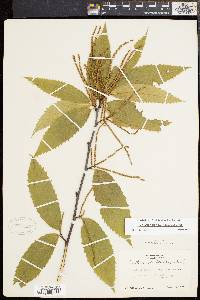 Castanea dentata image