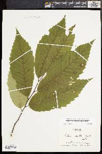 Castanea dentata image