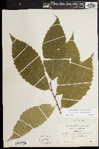 Castanea dentata image