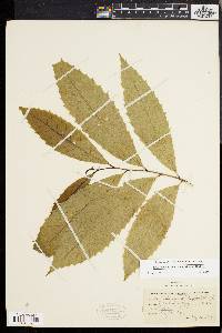 Castanea dentata image