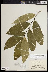 Castanea dentata image