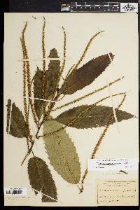 Castanea dentata image