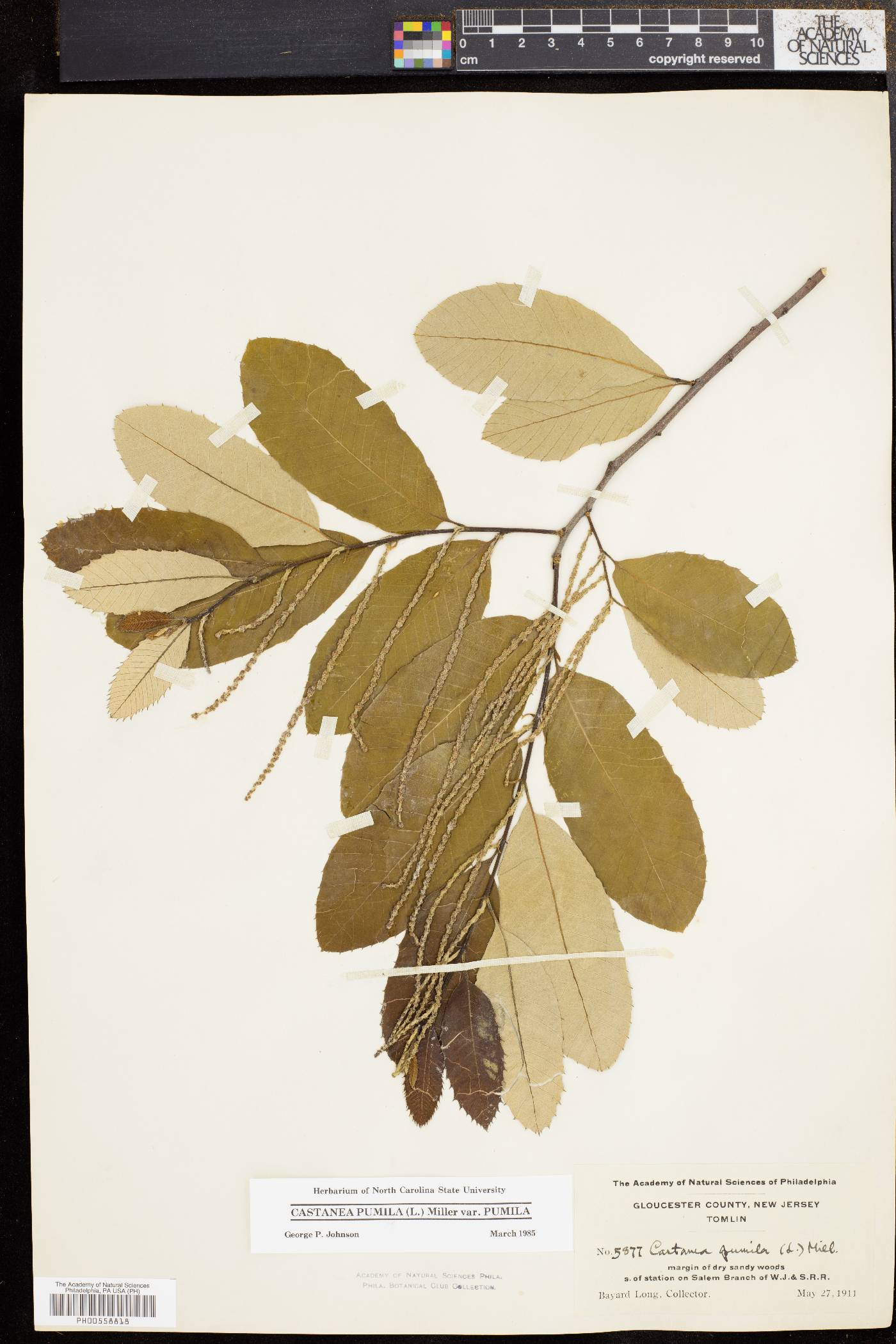 Castanea pumila var. pumila image