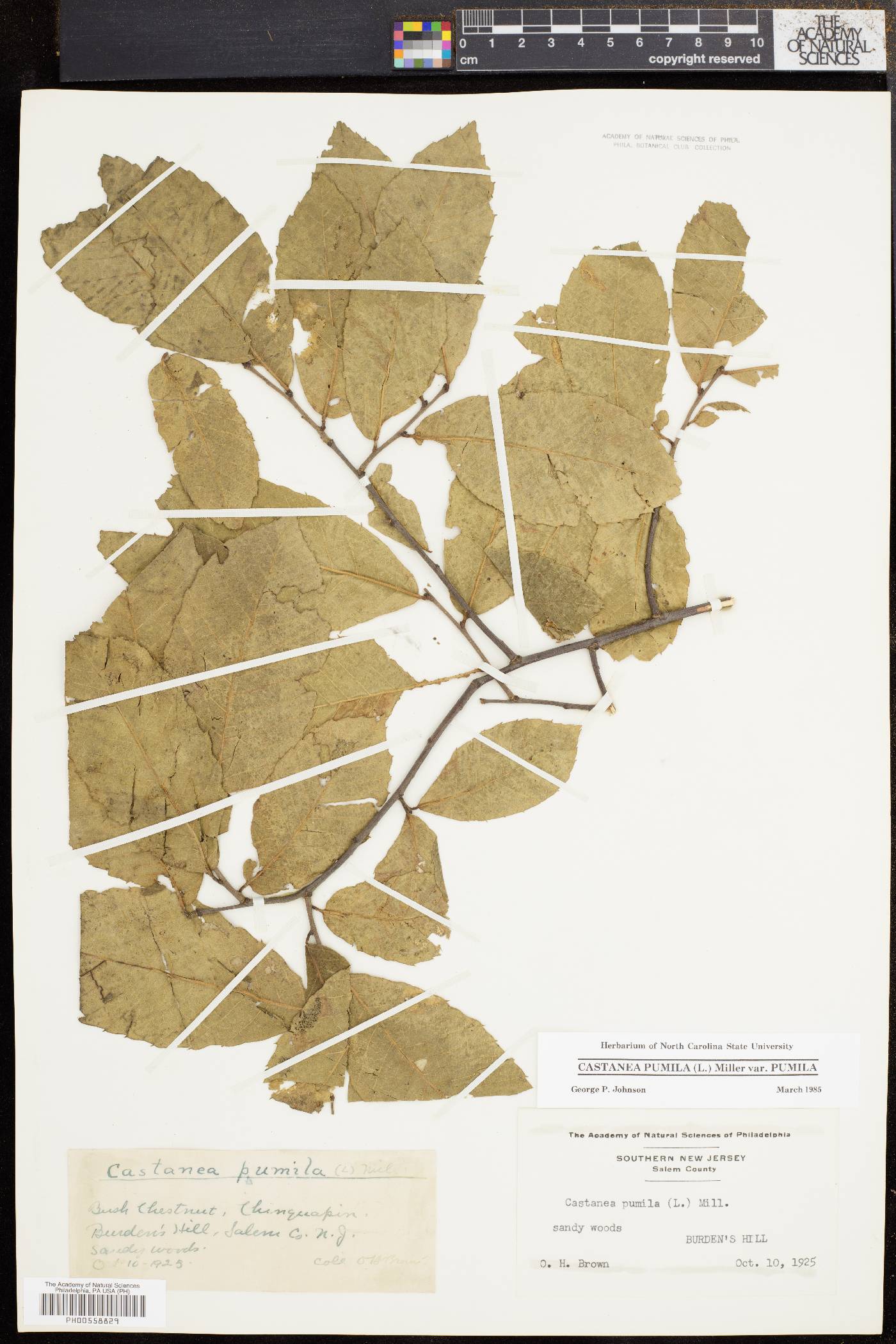 Castanea pumila var. pumila image