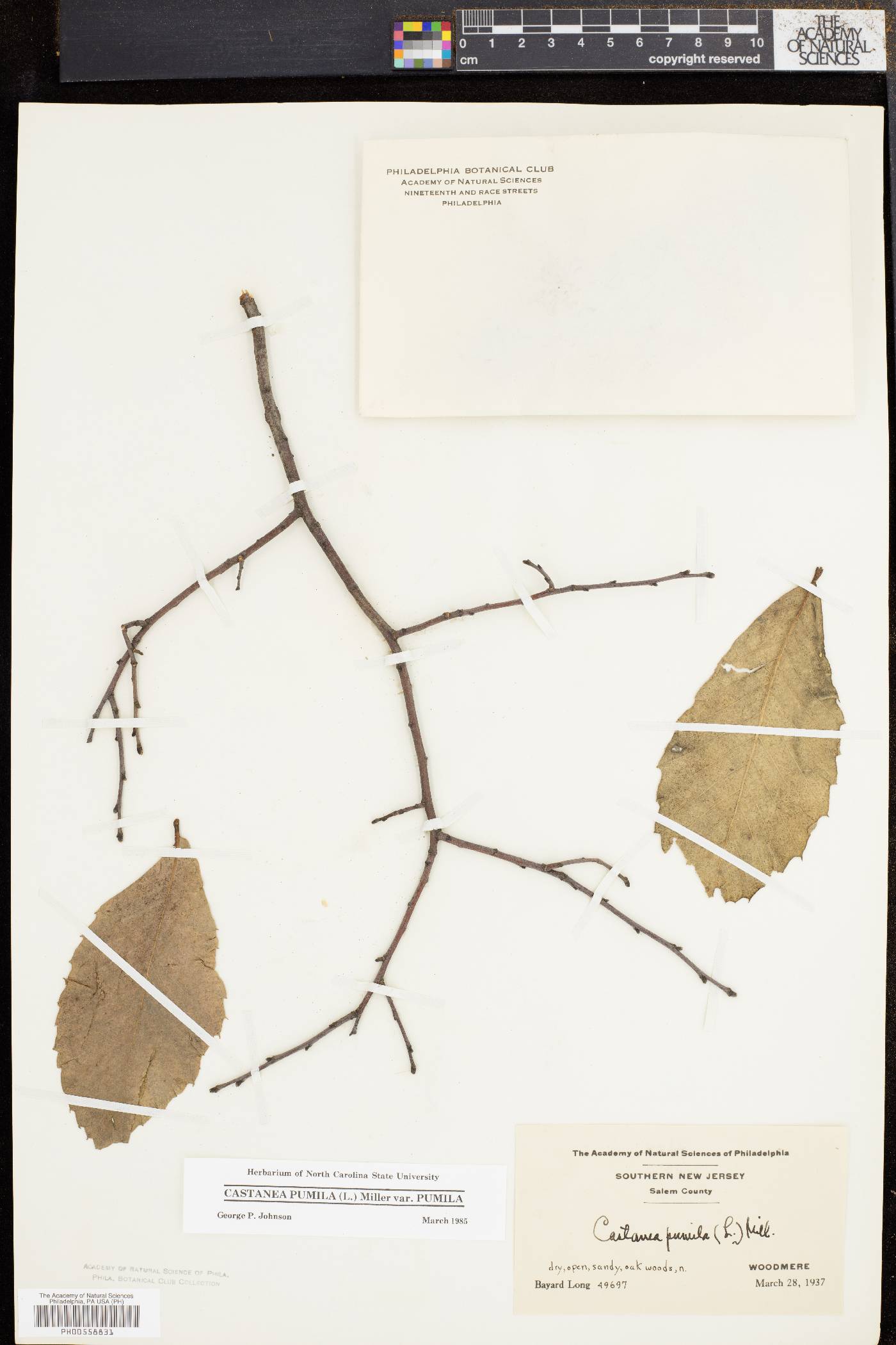 Castanea pumila var. pumila image