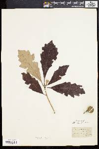 Quercus bicolor image