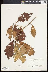 Quercus bicolor image