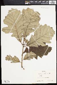 Quercus bicolor image