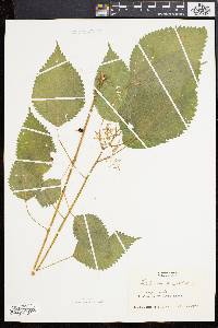 Laportea canadensis image