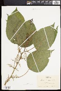 Laportea canadensis image