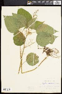 Laportea canadensis image