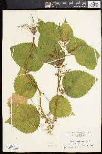 Laportea canadensis image