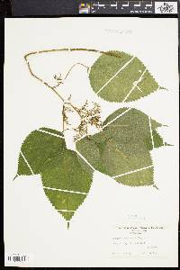 Laportea canadensis image