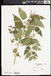 Urtica dioica image