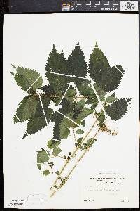 Urtica dioica image