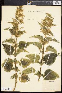 Urtica dioica image