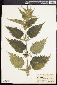 Urtica dioica image