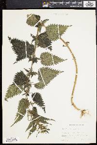 Urtica dioica image