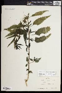 Urtica dioica image