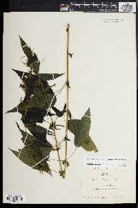 Urtica dioica image