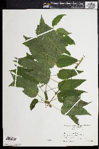 Urtica dioica image